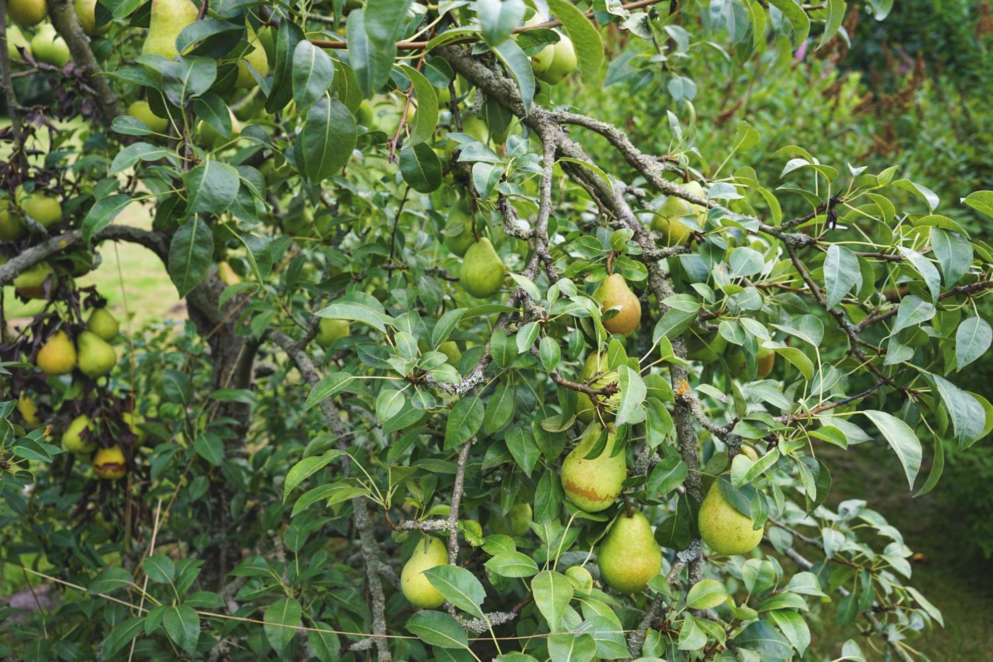 Slube An Den Teichen Hoher Flaeming Rottstock Buitenkant foto
